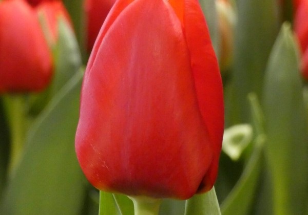 Tulipa, triumfa Ben van Zanten