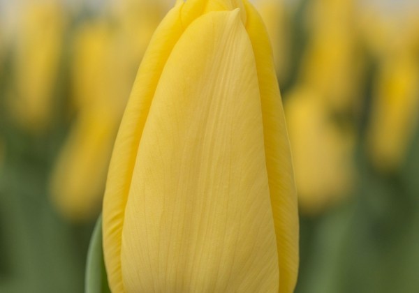 Tulipa, triumfa Bright Sun