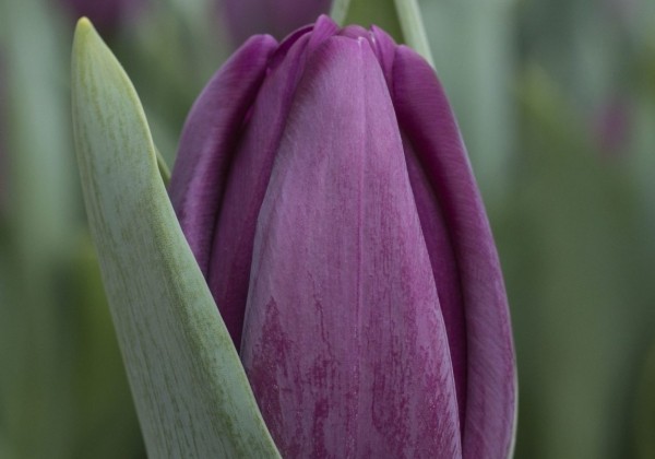 Tulipa, triumfa Bullit (DZESĒTI)