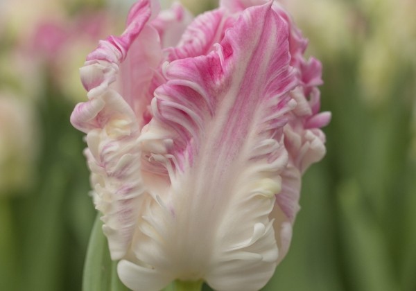 Tulipa, papagaiļziedu Cabanna (DZESĒTI)