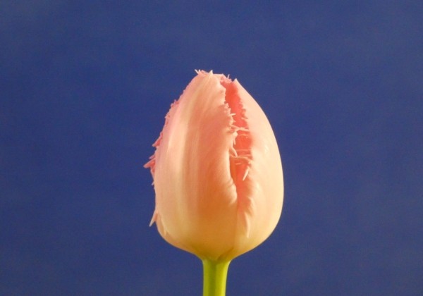 Tulipa, bārkstaina Cacharel