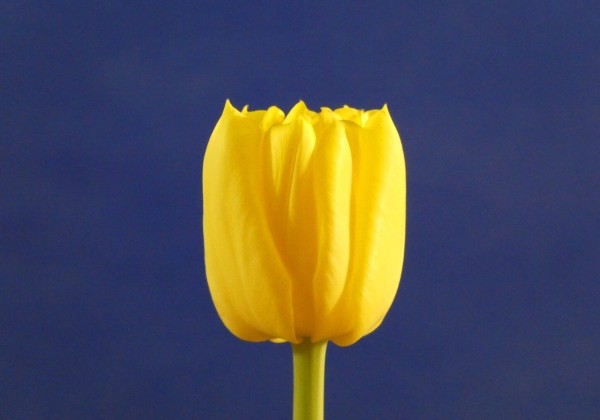 Tulipa, agra, pild. z. Cadenza (DZESĒTI)