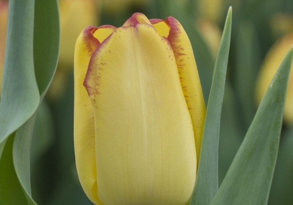 Tulipa, agra, vienk. z. Cape Town (DZESĒTI)