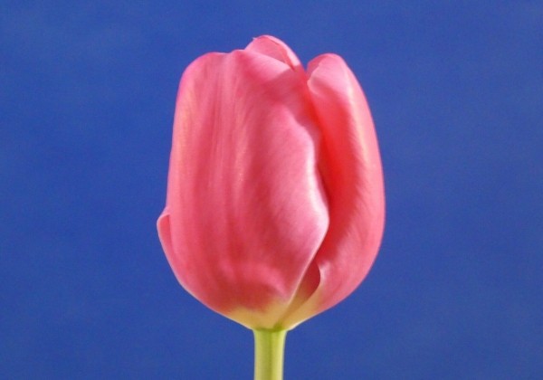 Tulipa, triumfa Carola (DZESĒTI)