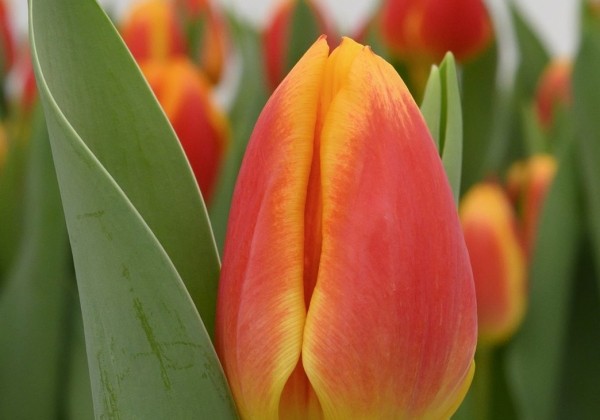 Tulipa, triumfa Carpe Diem (DZESĒTI)
