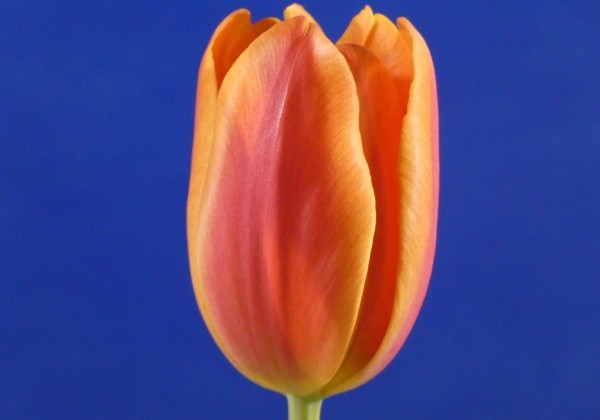 Tulipa, triumfa Charade