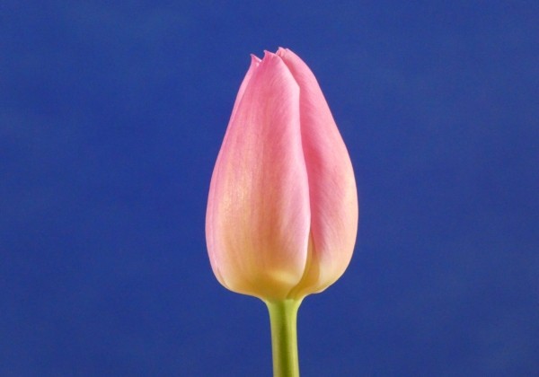 Tulipa, agra, vienk. z. Christmas Dream