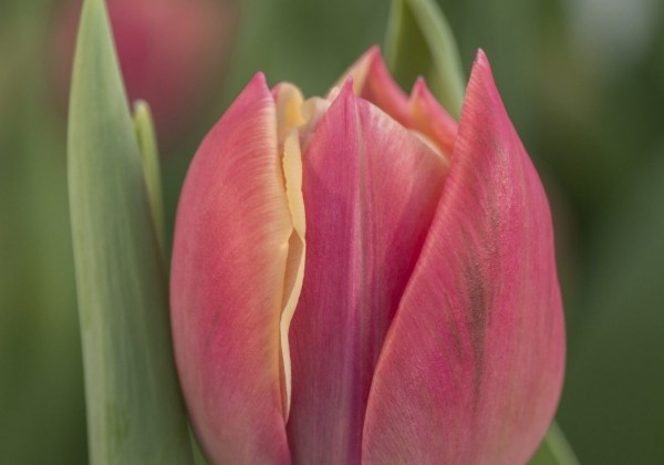 Tulipa, agra, pild. z. Columbus