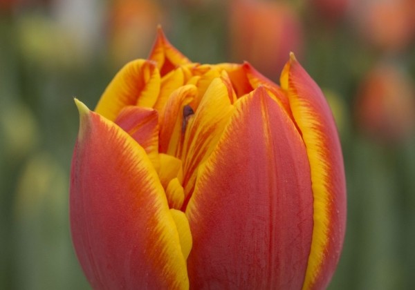 Tulipa, agra, pild. z. Crossfire (DZESĒTI)