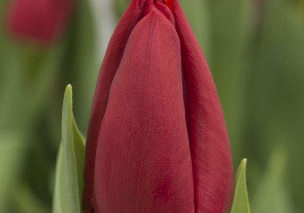 Tulipa, triumfa Curry (DZESĒTI)