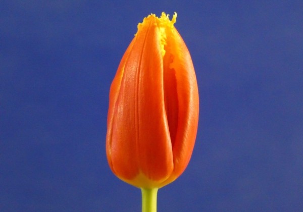 Tulipa, bārkstaina Davenport