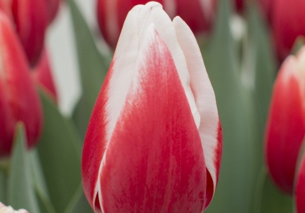 Tulipa, triumfa De Dijk (DZESĒTI)