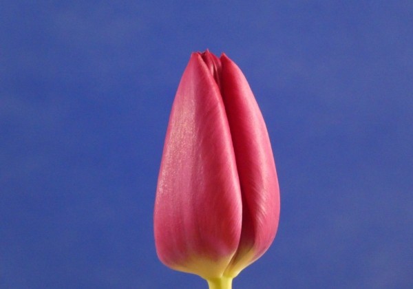 Tulipa, triumfa Delta Grafity (DZESĒTI)