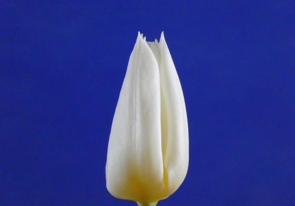 Tulipa, triumfa Delta White (DZESĒTI)