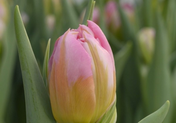Tulipa, agra, pild. z. Dotcom (DZESĒTI)