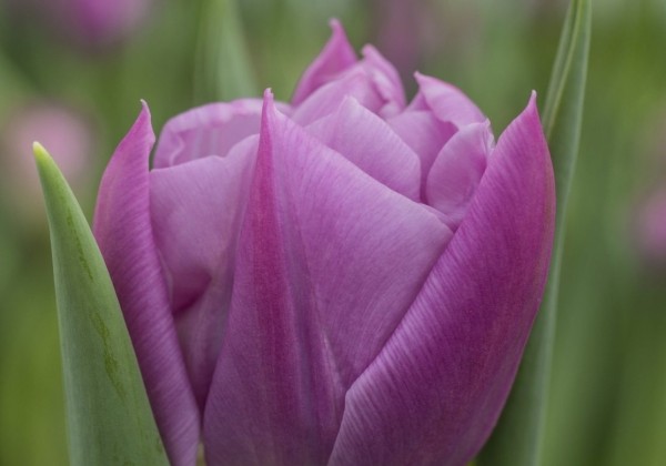 Tulipa, agra, pild. z. Double Price (DZESĒTI)