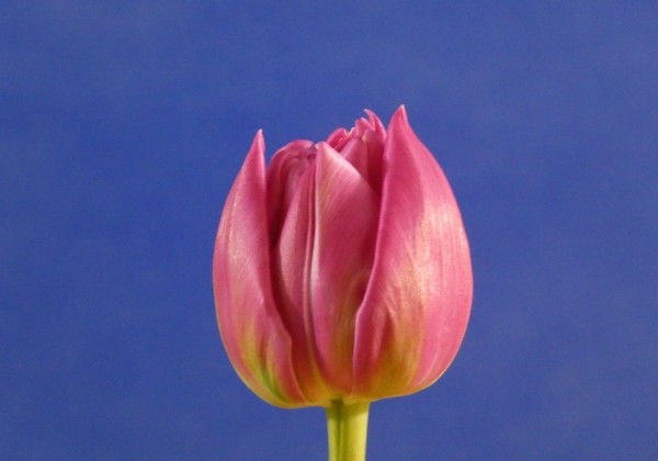 Tulipa, agra, pild. z. Double Princess (DZESĒTI)
