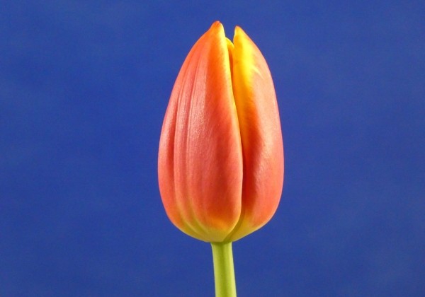 Tulipa, triumfa Dow Jones (DZESĒTI)