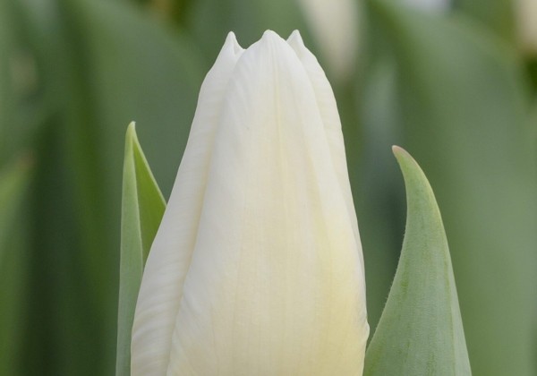 Tulipa, triumfa Dutch Mountain (DZESĒTI)