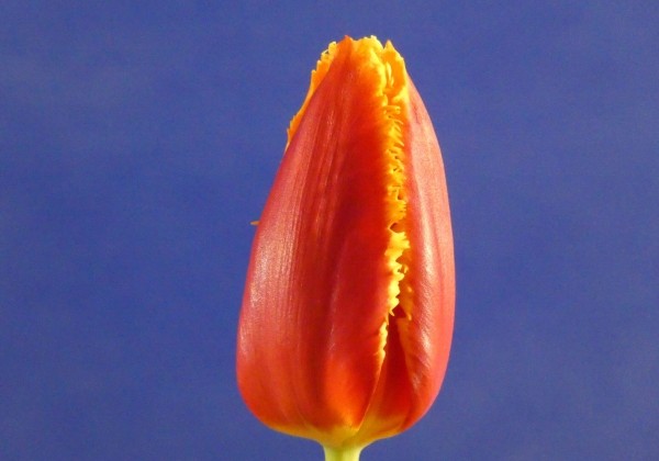 Tulipa, bārkstaina Fabio (DZESĒTI)