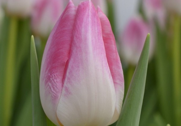 Tulipa, triumfa First Class (DZESĒTI)