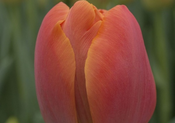 Tulipa, agra, pild. z. Icoon