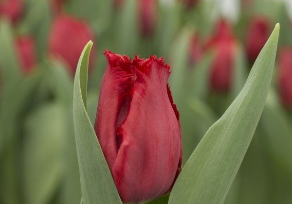 Tulipa, bārkstaina Indiana
