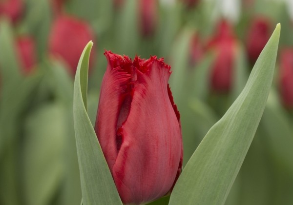 Tulipa, bārkstaina Indiana (DZESĒTI)
