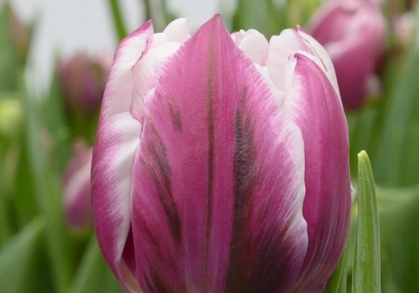 Tulipa, agra, pild. z. Joser (DZESĒTI)
