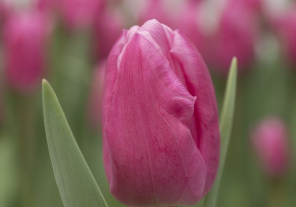 Tulipa, triumfa Jumbo Pink