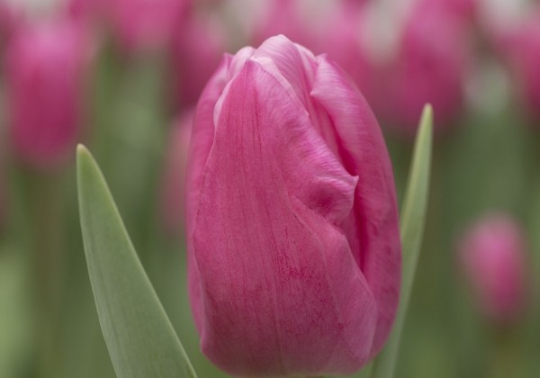 Tulipa, triumfa Jumbo Pink (DZESĒTI)