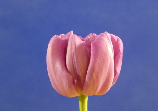 Tulipa, agra, pild. z. Kickstart