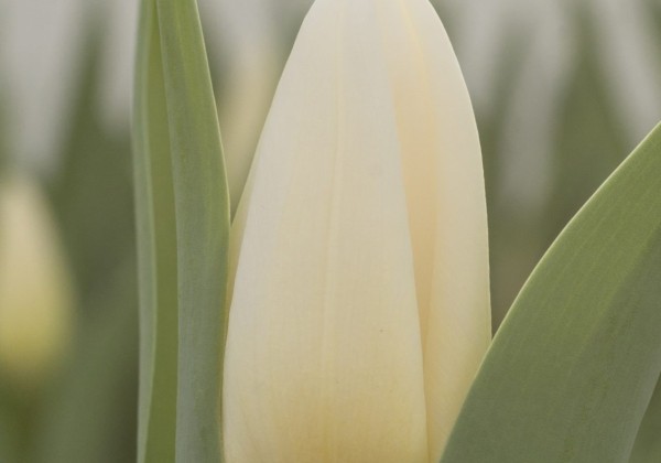 Tulipa, triumfa Kobla