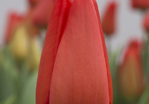 Tulipa, Darvina hibrīds Lalibela