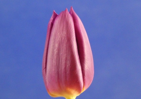 Tulipa, triumfa Laptop (DZESĒTI)