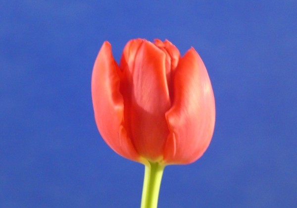 Tulipa, agra, pild. z. Largo (DZESĒTI)