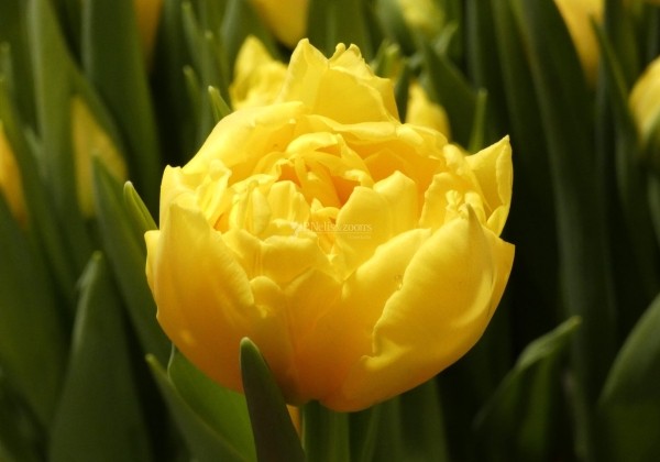 Tulipa, agra, pild. z. Limousine (DZESĒTI)