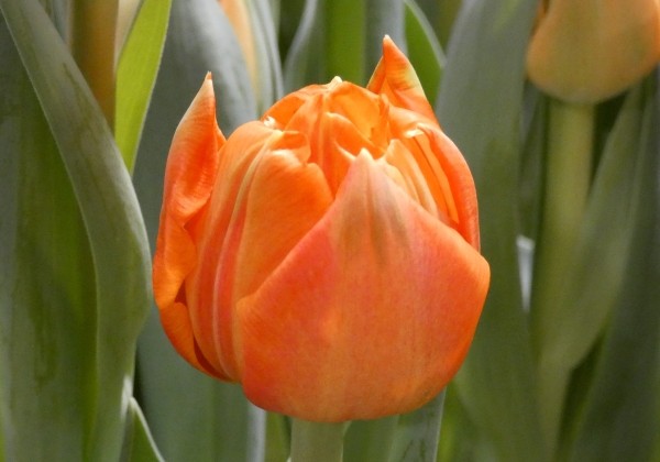 Tulipa, agra, pild. z. Lorenzo