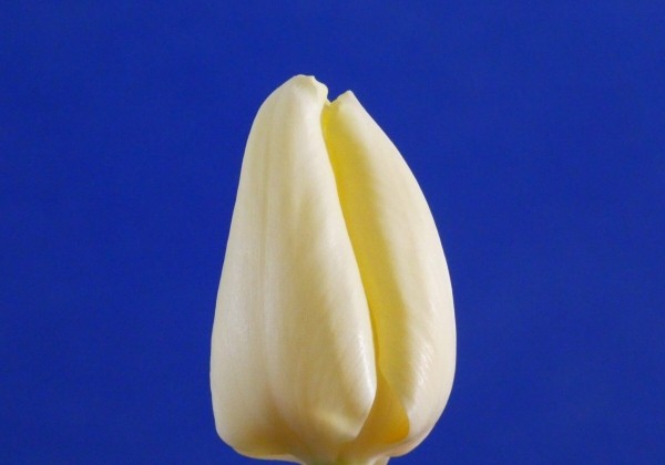Tulipa, triumfa Malaysia (DZESĒTI)