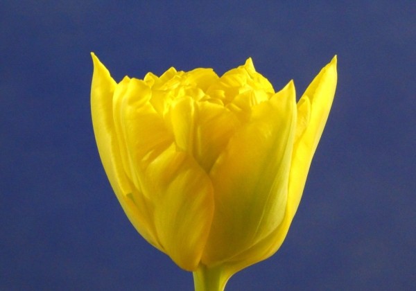 Tulipa, agra, pild. z. Marie Jo (DZESĒTI)