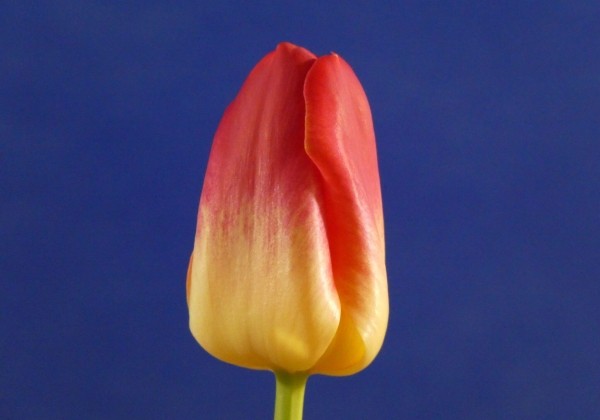Tulipa, triumfa Match (DZESĒTI)