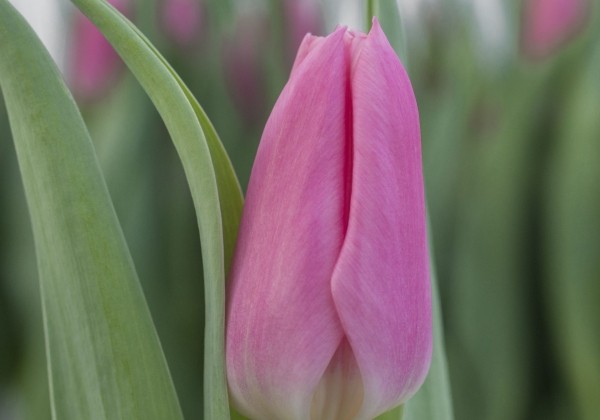 Tulipa, triumfa Matchmaker (DZESĒTI)