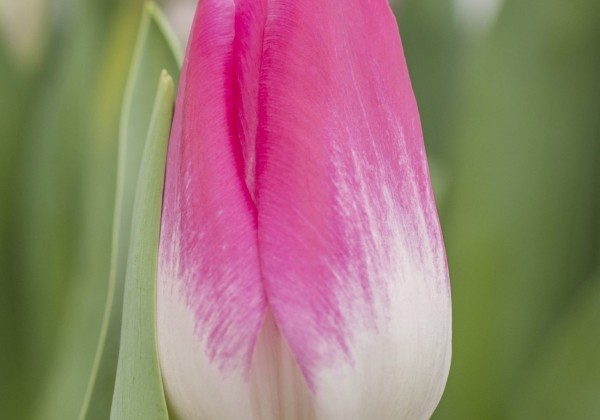 Tulipa, triumfa Memphis (DZESĒTI)