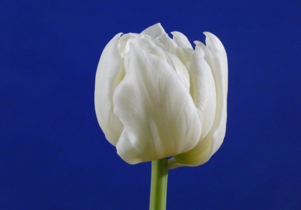 Tulipa, agra, pild. z. Mondial (DZESĒTI)