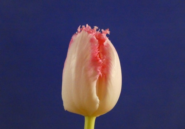 Tulipa, bārkstaina Neglige