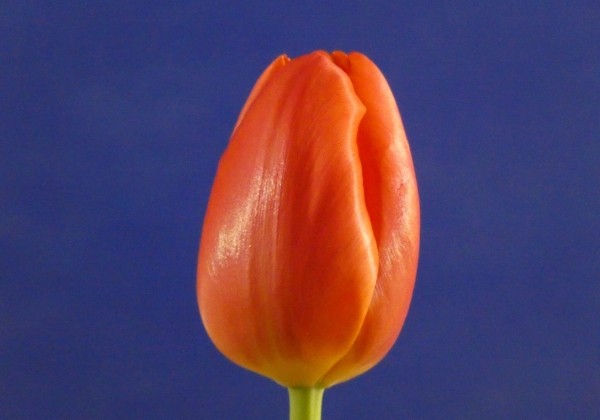Tulipa, triumfa Orange Juice (DZESĒTI)