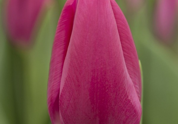 Tulipa, triumfa Pink Ardour (DZESĒTI)