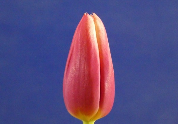 Tulipa, triumfa Poseidon (DZESĒTI)