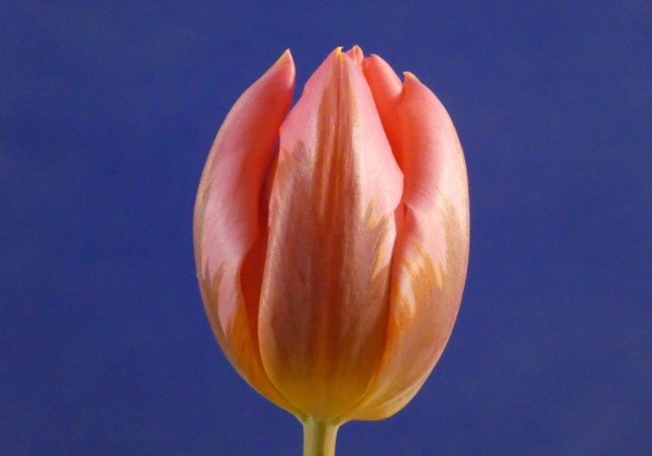 Tulipa, agra, vienk. z. Pretty Princess