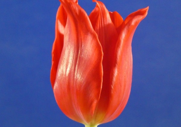 Tulipa, lilijziedu Pretty Woman